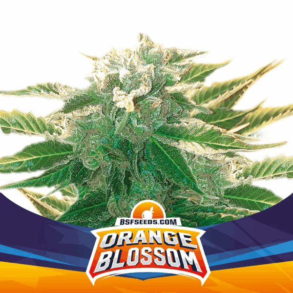 Grow-Op BSF Seeds Orange Blossom XXL Auto