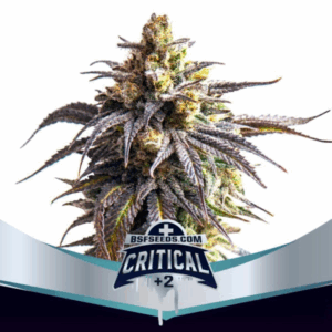 Grow-Op BSF Seeds Critical +2 XXL Auto