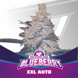 Grow-Op BSF Seeds Blueberry Auto