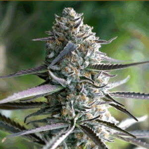 Runtz Fast Flowering Fem