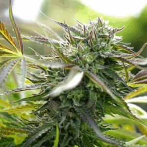 Pineapple Chem Auto