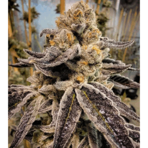Black Rainbow Sherbet Reg