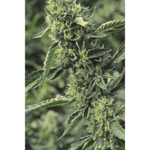 OG Kush Fem