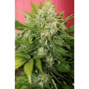 Chronic Ryder 3Und Auto