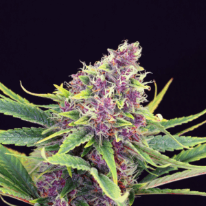 Purple Kush Fem