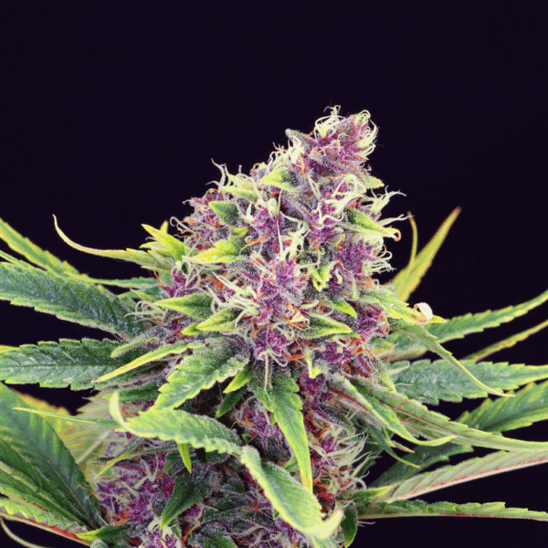 Purple Kush Fem