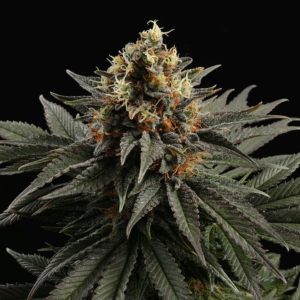 Sativa Dream Fem