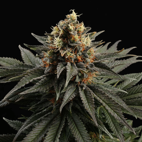 Sativa Dream Fem