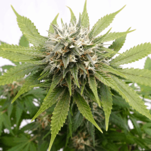 Silver Widow Fem