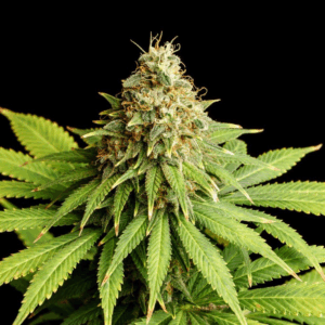 Hellfire OG Fem