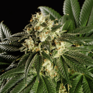 Dream Sherbet Fem