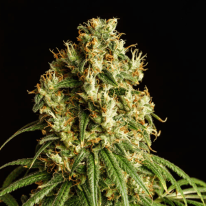 Mimosa Dream Fem