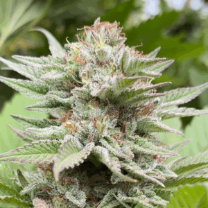 Strawberry Haze Auto