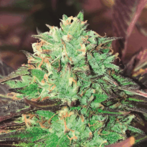 Gelato Royal Fem