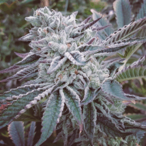 Cheese Cake Cookies Fem
