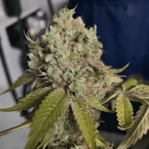 Kush Sherbet Fem
