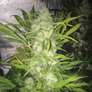 Pandemia Auto