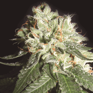 OG Cheese Auto XL