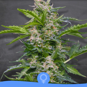 Jack Sparrow Auto