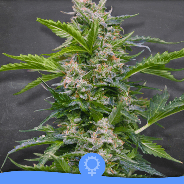 Jack Sparrow Auto