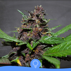 Purpura Auto