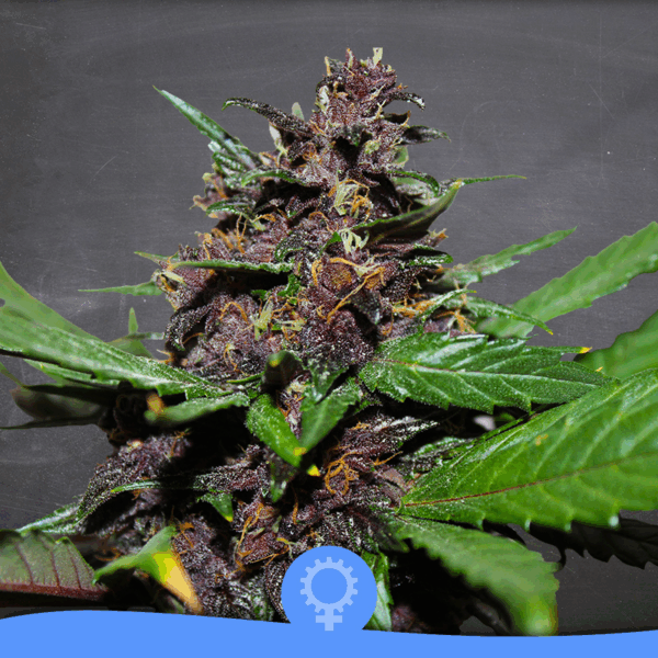 Purpura Auto