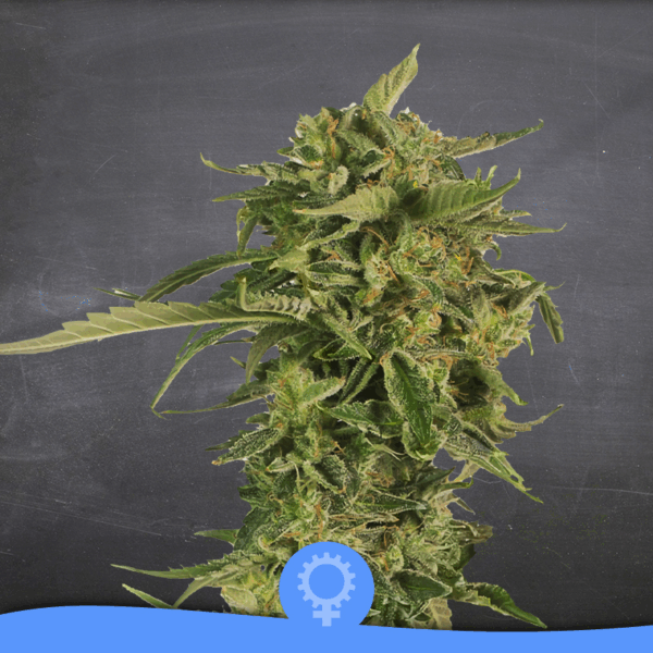 Kame Kush Auto