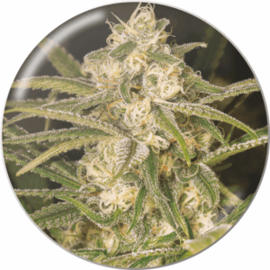No Name Auto