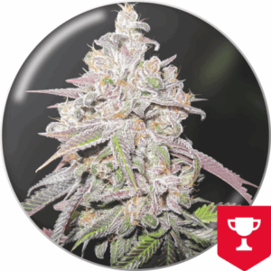 Mendocino Chanel Kush
