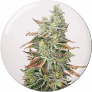 Banana Purp Fem
