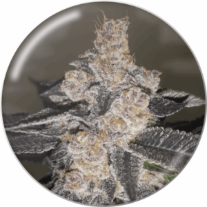Gelato 242