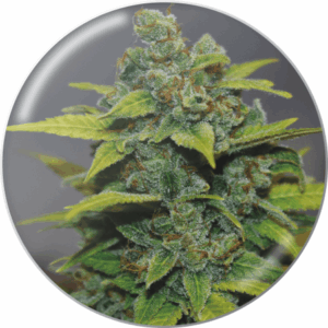 Banana Zkittlez Fem