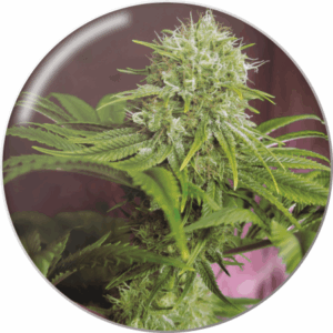 Elixir Vitae CBD Fem