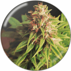 Red Cross CBD Fem