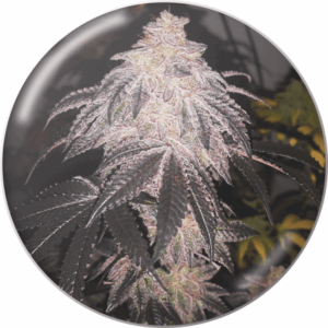 Cookies Sherbet Auto