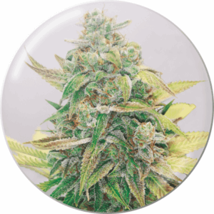 Strawberry Cake CBD Fem