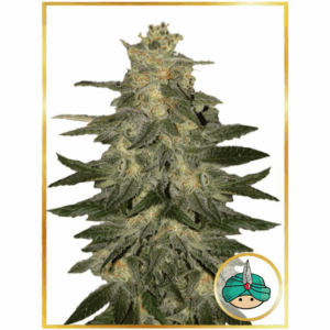 Auto Mazar Blue