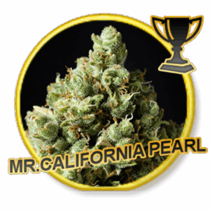 Mr. California Pearl Fem.