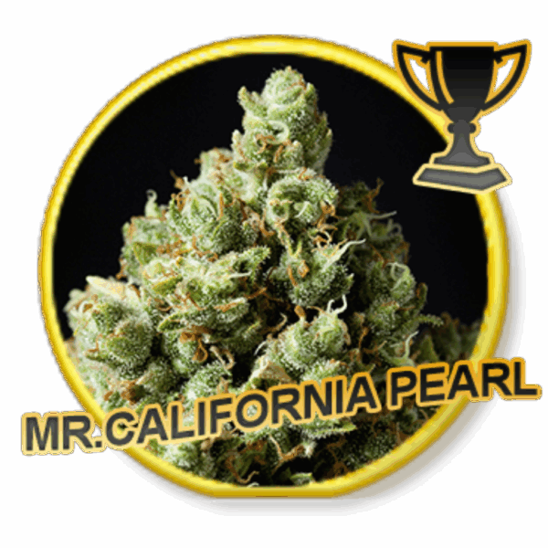 Mr. California Pearl Fem.