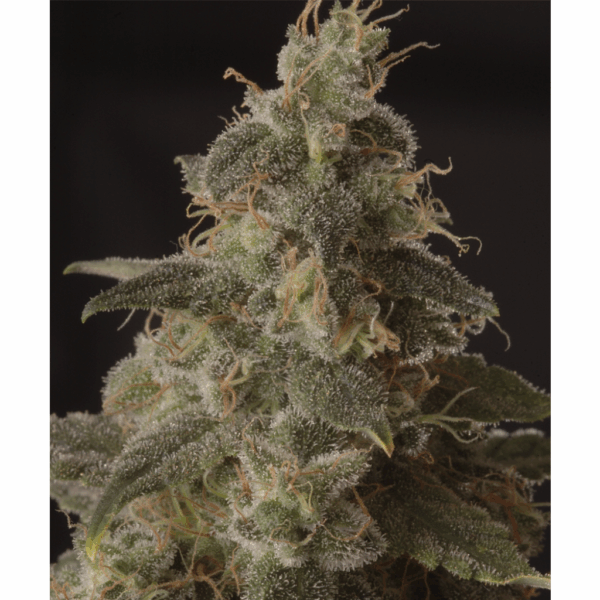 Mr. Full Moon CBD Fem