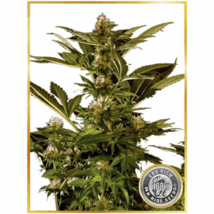Auto Winweed CBD