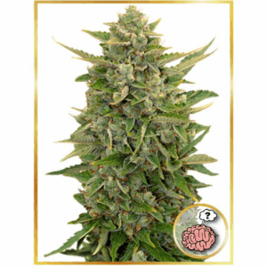 Auto Amnesia