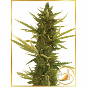 Auto Black Banana