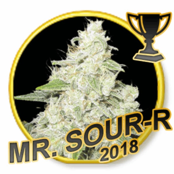 Mr. Sour-R Fem.