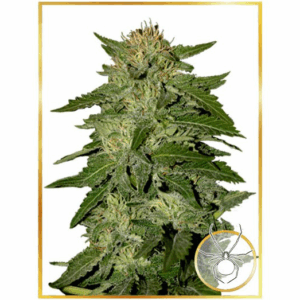 Auto White Widow