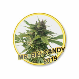 Mr. Big Candy Reg