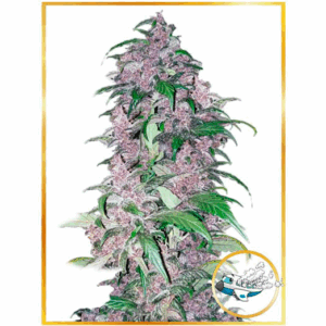 Auto Triping 25