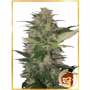 Auto Gorilla Cream