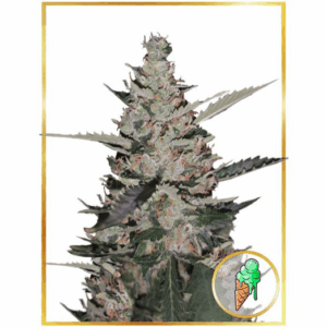 Auto Gelato Ice