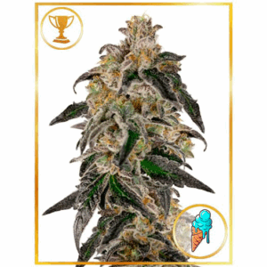 Mr. Gelato Ice Fem